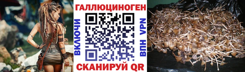 кракен онион  Абинск  Псилоцибиновые грибы Psilocybine cubensis 